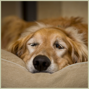 Dog Boarding and Grooming